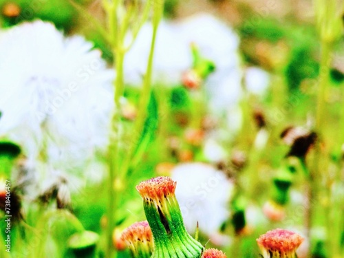 close up of white meadow flowers in the field