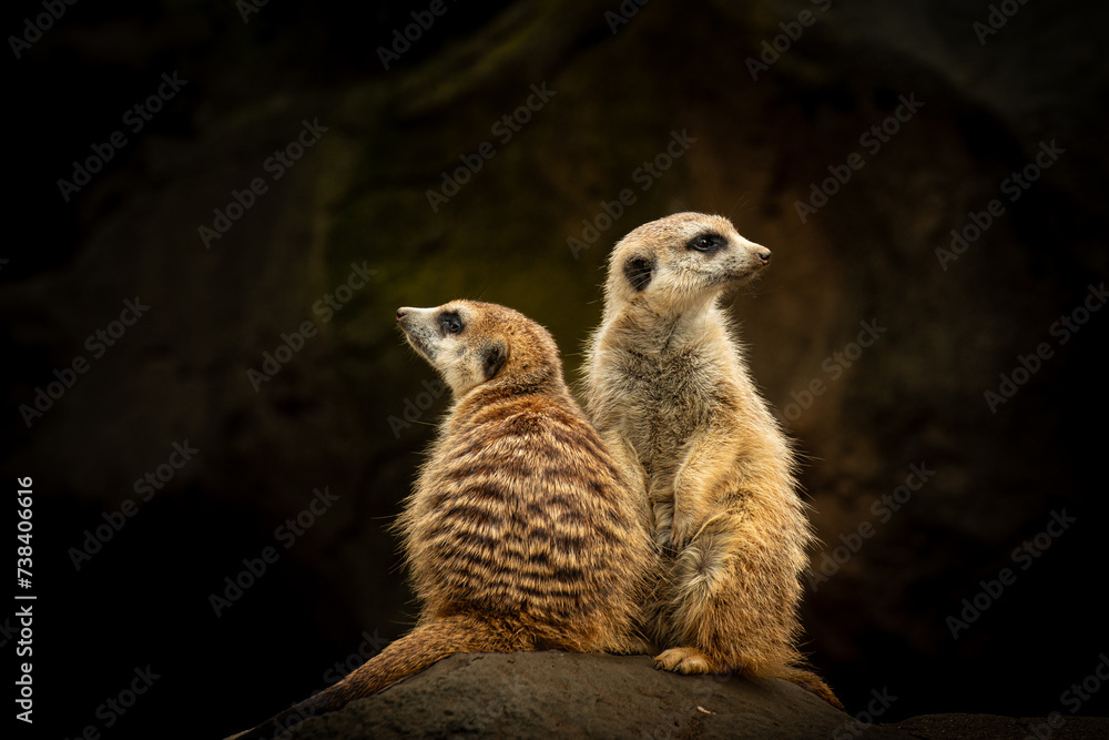 Fototapeta premium meerkat on guard