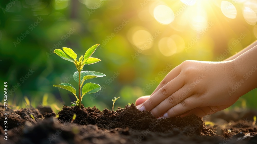 Fototapeta premium An Asian girl's wrist is planting a small tree. nature conservation bokeh