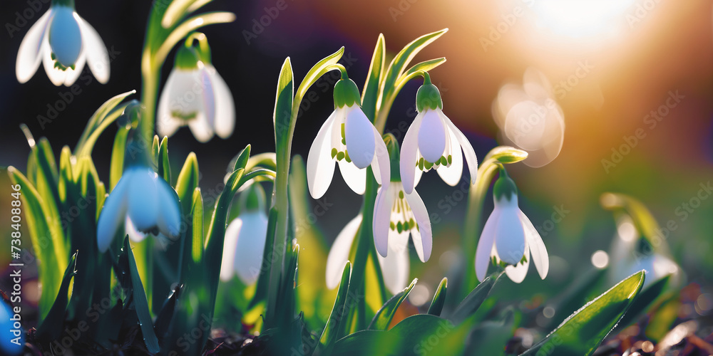 Forest plant background. Early spring flower. First white snowdrop bloom. March nature garden. Bud macro close up. new life. april color beauty. cold day leaf drop. green grass grow. easter sun light. - obrazy, fototapety, plakaty 