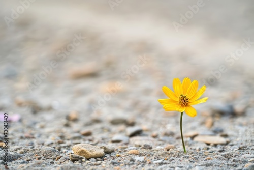 Yellow flower on the cement floor with shallow depth of field, soft focus. © Christiankhs