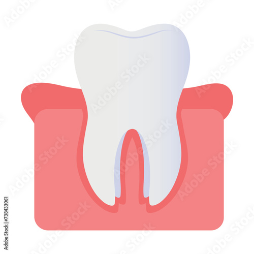 Human tooth in gum on white background