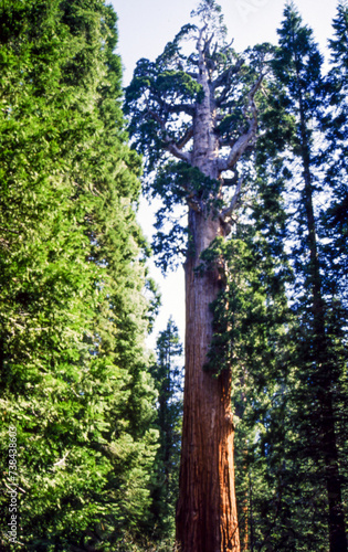 Sequoia National Park was established in 1890 to protect groves of big trees, or giant sequoias (Sequoiadendron giganteum), which are among the world's largest and oldest living things. 