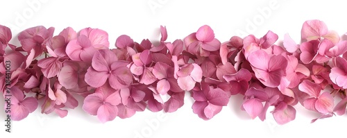 hydrangea petals in pink color isolated on white background