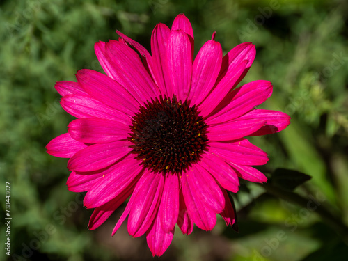 Vibrant Pink Gerbera Daisy in Bloom