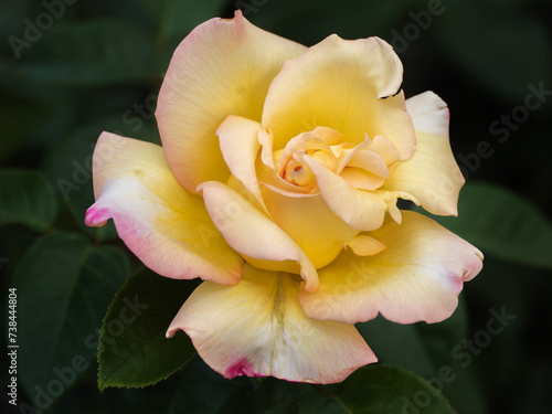 Close-Up of a Yellow and Pink Rose in Bloom