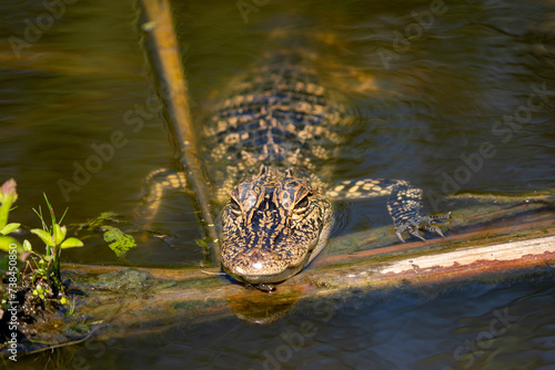 baby alligator