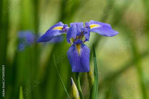 Louisiana iris