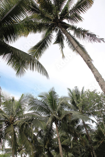 Perspective view of coconut palm trees from below © Arief Kurniawan