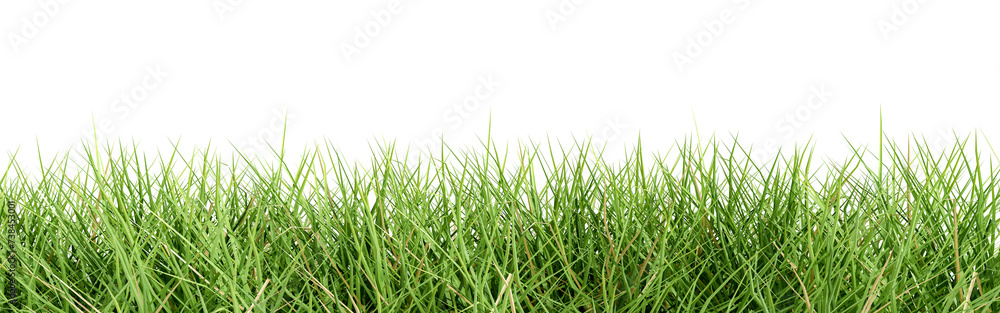 Cut out grass isolated on transparent Cut out grass isolated on transparent