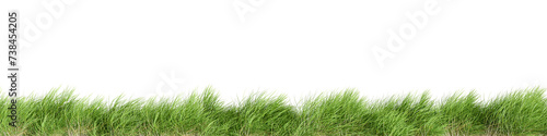 Close up green grass isolated on white background