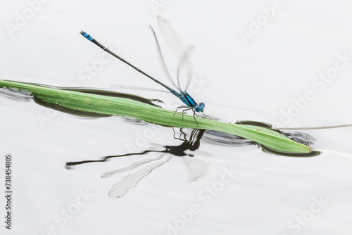 Blue Damselfly with a clean background (scientific name - Pseudagrion microcephalum)
