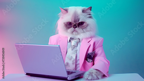 Ragdoll cat in suit using a laptop while working on bright pastel background. advertisement. presentation. commercial. editorial. copy text space. photo
