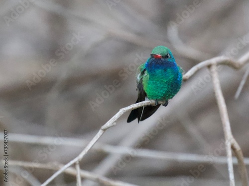 Broad bill Hummingbird