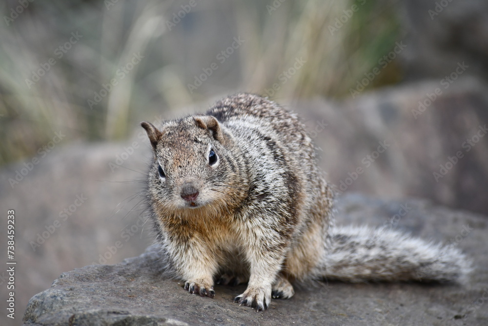 Naklejka premium Belding's ground squirrel poised on rock.