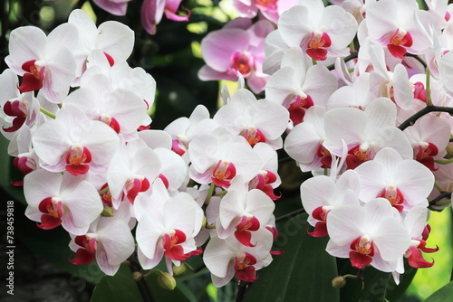 満開のコチョウラン