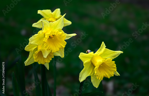 Yellow daffodils on a green lawn. Floriculture.