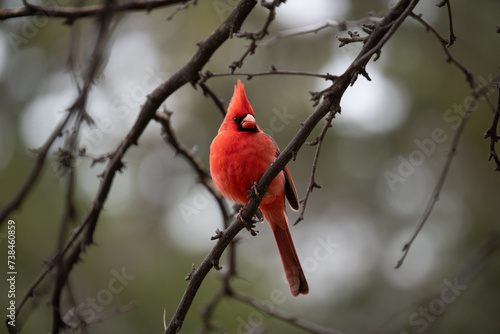 Male Cardinal