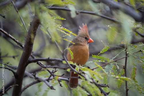 Female Cardinal