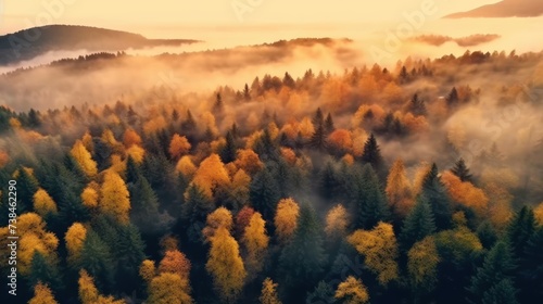 foggy colorful forest at sunrise