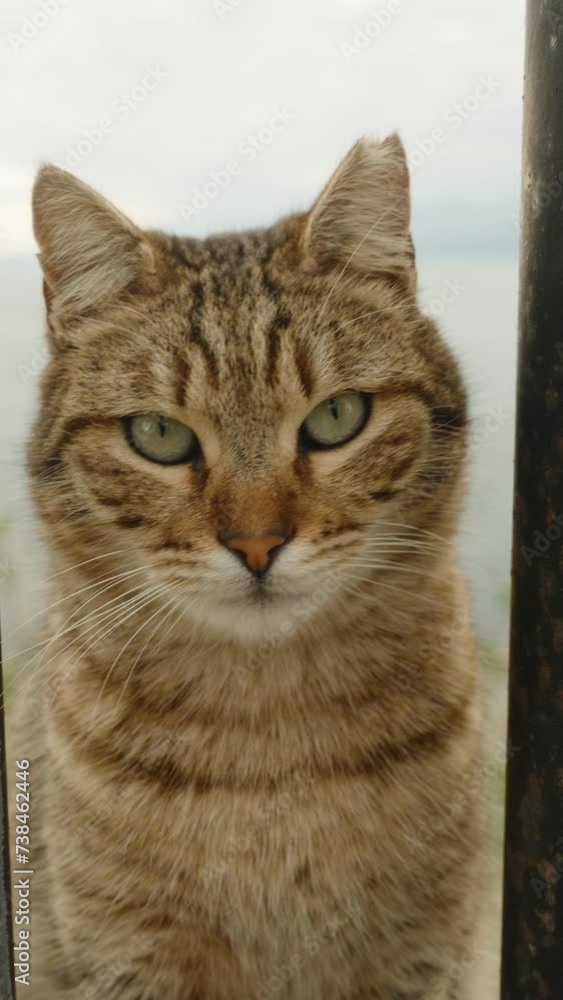 Vertical video. Striped cat through the fence bars on a high hill by the sea keenly observes the camera, staring directly into the eyes. Vertical video. Striped cat through the fence bars on a high hill by the sea keenly observes the camera, staring directly into the eyes.