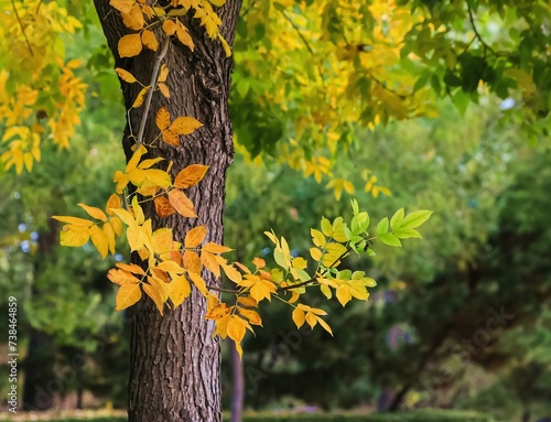 Canvas-taulu The autumn leaves of the ash tree are beginning to turn golden yellow