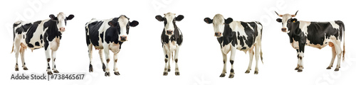 Set of cow  on transparency background PNG photo