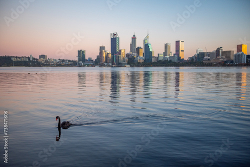 Fototapeta Naklejka Na Ścianę i Meble -  one black swan swimming on swan river in Perth, Western Australia. Early morning, still water, blue clear skies, slow morning with city skyline