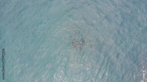 aerial view of hector's dolphines, new zealand native marine mammals recorded near kaikoura peninsula photo