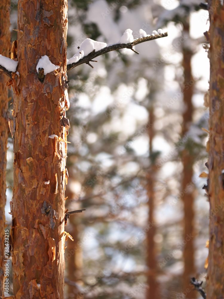 Snow, tree trunk and forest in winter, nature and plants in environment at park in Europe. Outdoor, ice and woods with freezing weather, cold and frost in the countryside on a background in Sweden Snow, tree trunk and forest in winter, nature and plants in environment at park in Europe. Outdoor, ice and woods with freezing weather, cold and frost in the countryside on a background in Sweden