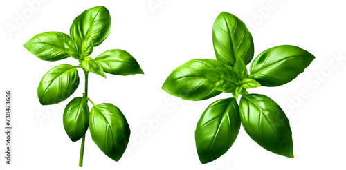 fresh basil leaves isolated on ehite transparent background, PNG