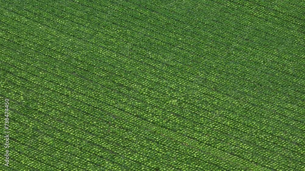 Aerial view of vegetables green cabbage growing in rows Aerial view of vegetables green cabbage growing in rows