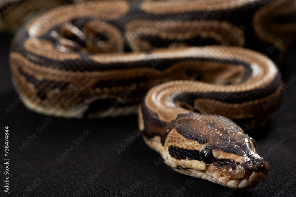 Closeup, snake and scales with python on black background for tropical, wildlife and conservation. Mockup, serpent and reptile for ecological awareness, environmental protection and exotic pet care Closeup, snake and scales with python on black background for tropical, wildlife and conservation. Mockup, serpent and reptile for ecological awareness, environmental protection and exotic pet care