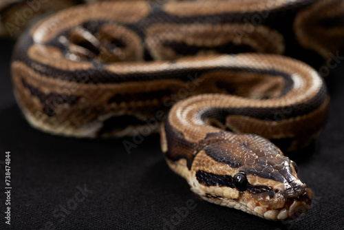Closeup, snake and scales with python on black background for tropical, wildlife and conservation. Mockup, serpent and reptile for ecological awareness, environmental protection and exotic pet care