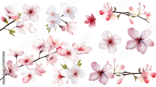 Set of watercolor wildflowers painting isolated on clear png background and transparent background. Fresh and nature concept for nature decorative and flower element  AI generative.