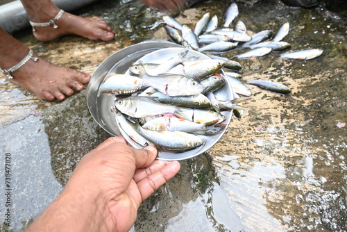 Indian woman hand cleaning fish. Rohu fish. It is a species of fish of the carp family. its other names rui fish, roho labeo, Labeo rohita. photo