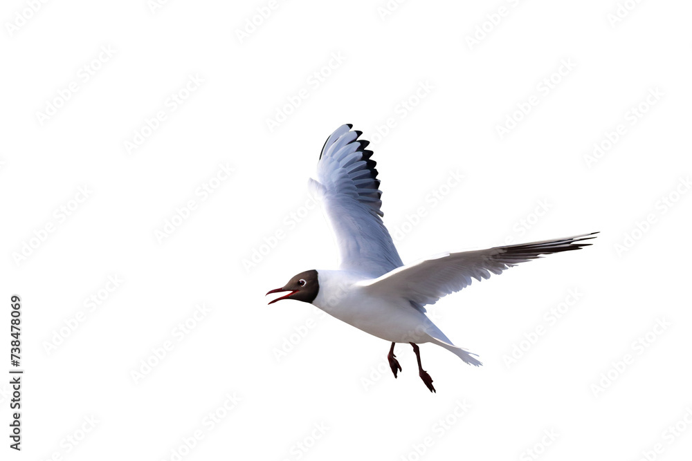 Obraz premium Beautiful flying seagull isolated on transparent background png file 
