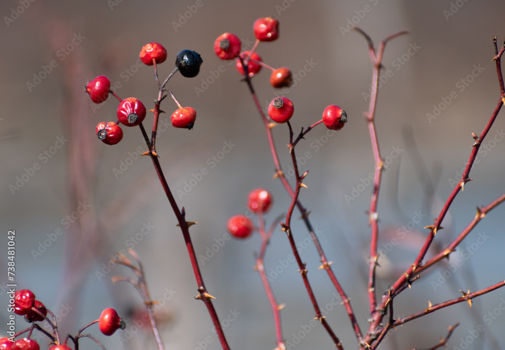 Close Up Of Red Rose Hips On Thorny Bush In Wetland