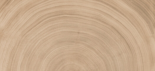 Natural unfinished wood slice tree rings background. Smooth curved lines in a spiral pattern.