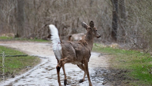Fototapeta Naklejka Na Ścianę i Meble -  White-tailed Deer (Odocoileus virginianus) Trotting On Path Motion Blur Shot