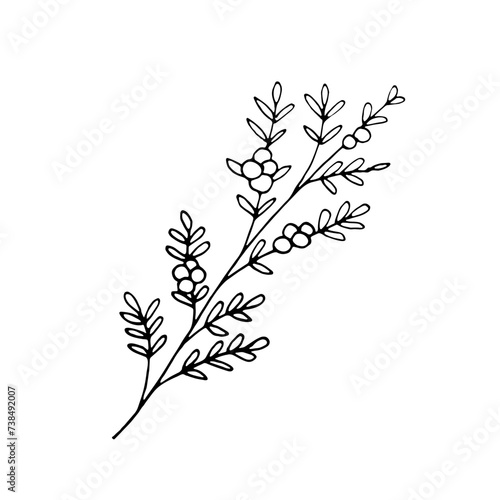 Hand-drawn minimalist branch with berries and leaves. Doodle-style vector illustration. Botanical element for design, postcard, print, decor, and sticker.Vector simple illustration.