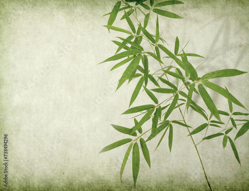 green bamboo on old paper background