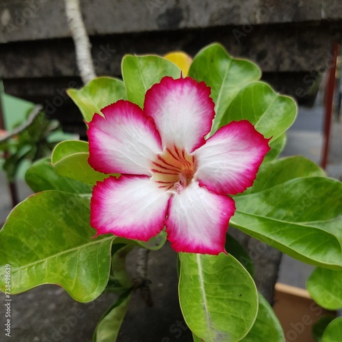 Fototapeta Naklejka Na Ścianę i Meble -  pink flower