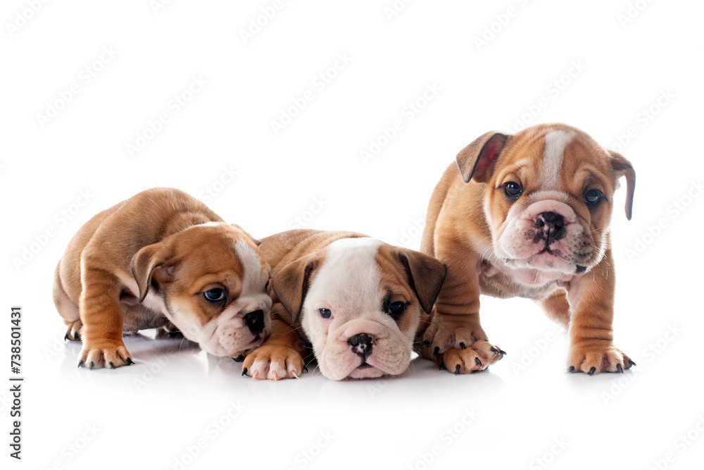 Obraz premium puppies english bulldog