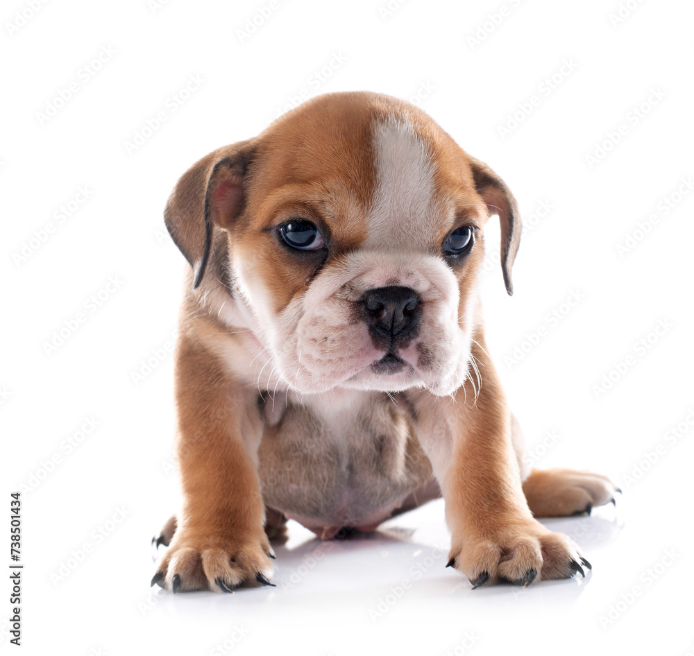 Obraz premium puppy english bulldog