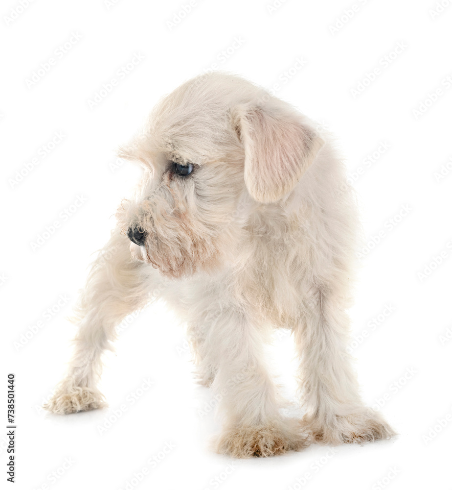 miniature schnauzer in studio