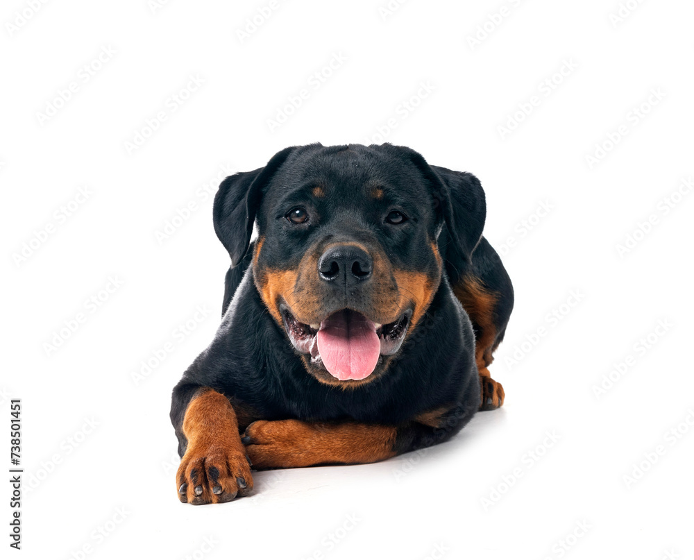 rottweiler in studio