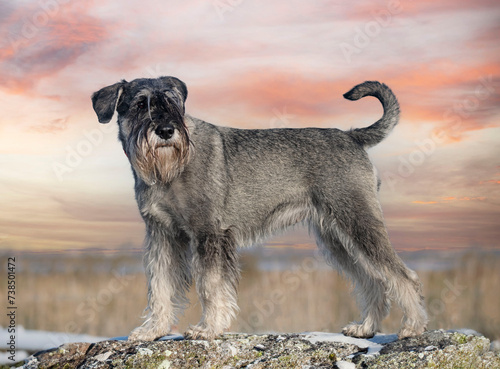 Standard Schnauzer in nature photo