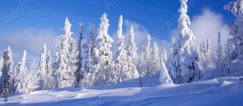 Snow-covered winter forest in Alaska, a popular US travel destination.