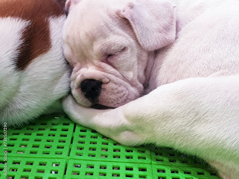 Close up french bulldog puppy sleeps in the cage after it ran all day. Close up french bulldog puppy sleeps in the cage after it ran all day.